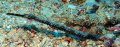 Bentstick Pipefish